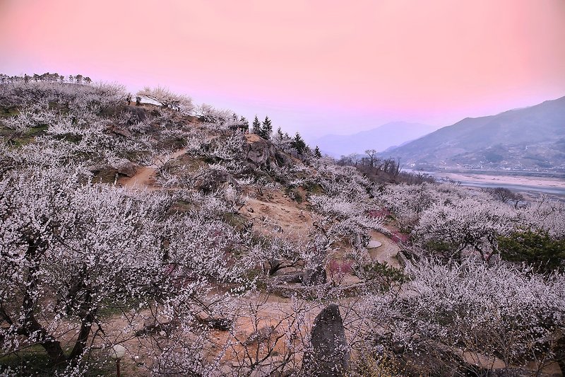 홍매화 가득한 광양 매화마을 청매실농원 뒷산 아름다운 봄산행 - 쫓비산