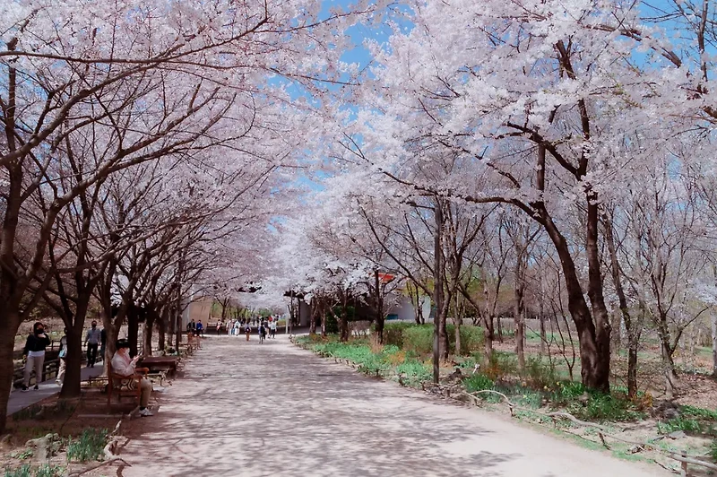 서울 숲 공원 벚꽃 여행 (벚나무길)