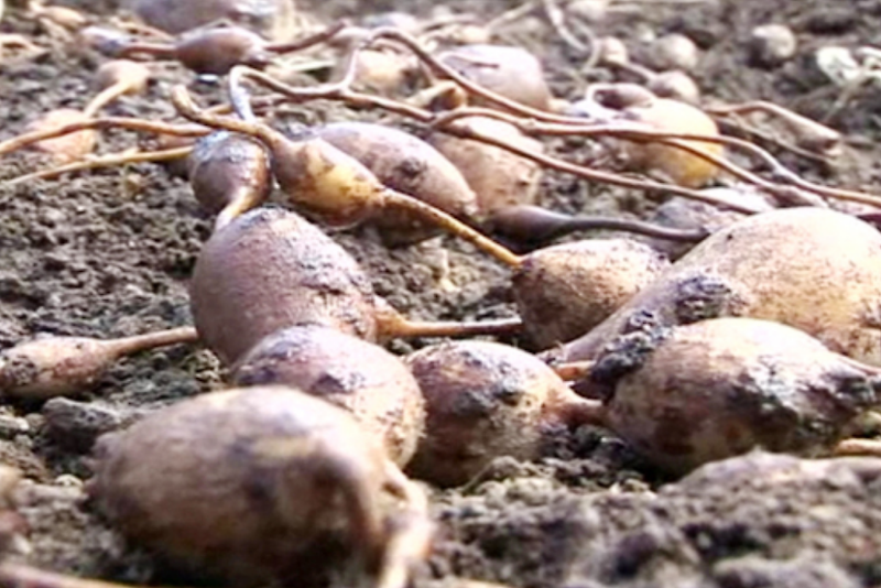 아피오스 재배법,인디언 감자 파종(심는)시기 방법