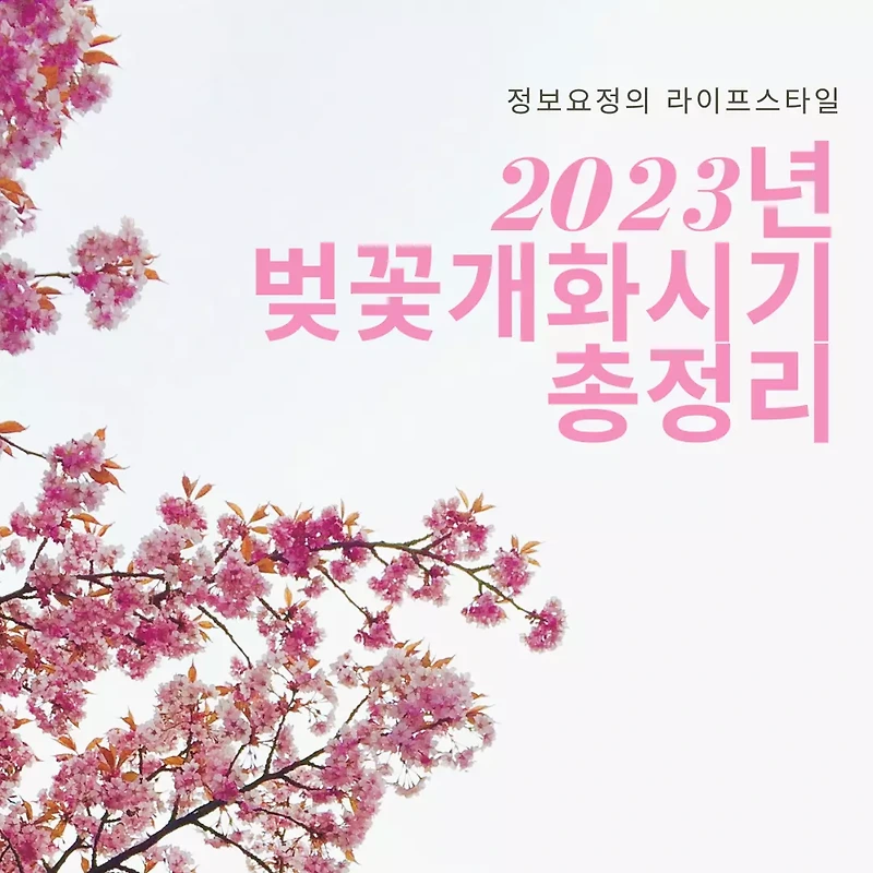 2023년 전국 벚꽃 개화시기 및 축제 일정 총정리