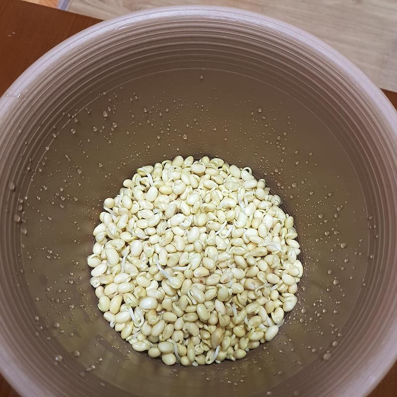 콩나물 키우기 2, 3 일 후기 및 효능
