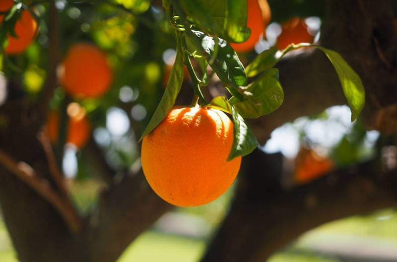 오렌지 유래 및 기원과 오렌지 역사 정보와 오렌지 효능