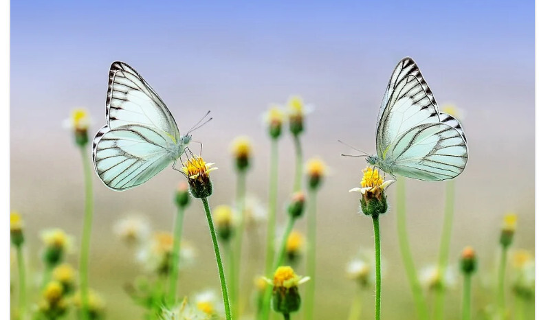 [꿈해몽] 나비 꿈 예쁜 나비를 잡는 꿈 나비떼가 날아가는 꿈 나비와 같이 하늘을 나는 꿈 나비가 꽃봉오리에 앉아있는 꿈