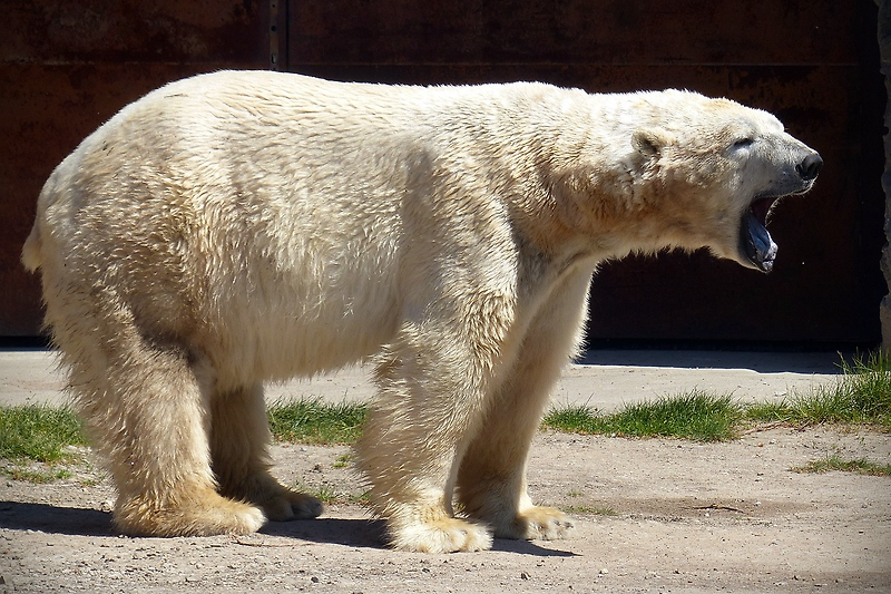 [CNN] 알래스카 북극곰 습격에 2명 사망