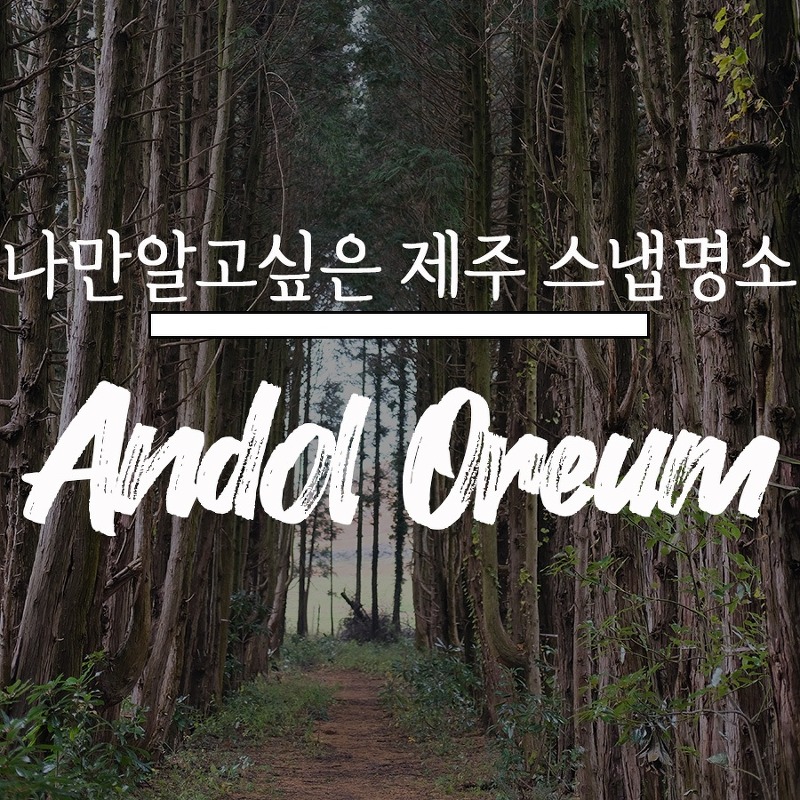 제주 스냅 사진 명소 : 안돌오름 편백나무 숲