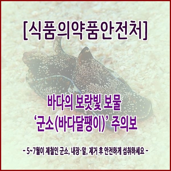 [식품의약품안전처] 바다의 보랏빛 보물 ‘군소(바다달팽이)’ 주의보