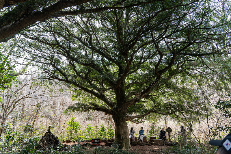 비자림 - 천연기념물 제374호, 500~800년 수령의 비자나무 숲