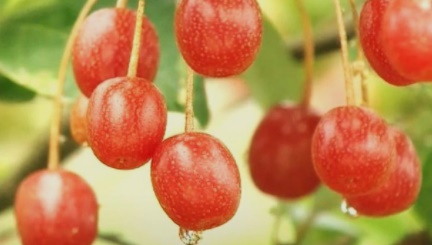보리수 열매 효능 및 보리수 열매 먹는법, 혈전 예방 에 도움이 됩니다.