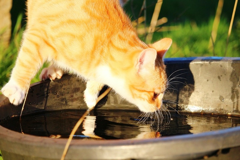 개와 고양이의 물 마시는 법, 유체역학으로 바라본 경이롭고 매혹적인 동식물의 세계