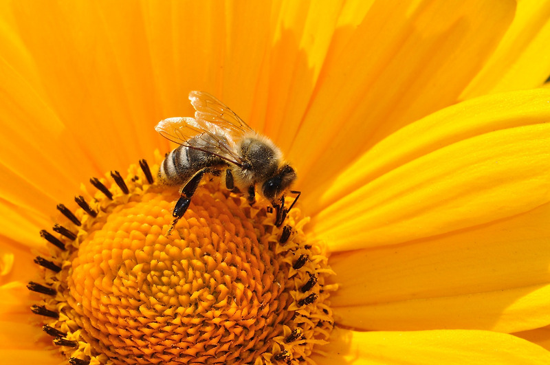 경남 고성군, '꿀벌 실종 피해 방지' 대책 마련 나서