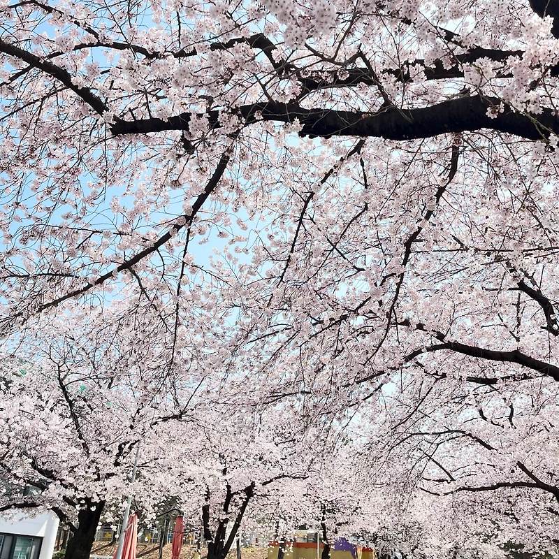 [국내 여행] 커다란 벚꽃 나무가 무성한 과천 경마공원에서 봄철 꽃놀이는 어떠실까요? (서울, 수도권 주변)