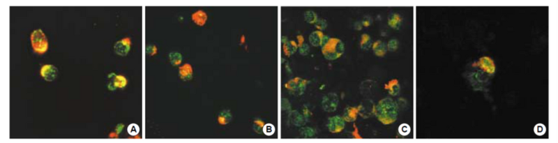 쉽게 할 수 있는 ICC staining 실험 - 세포 표면 단백질 염색 방법