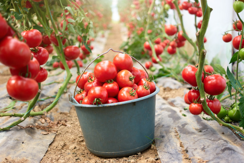 토마토 심는 시기 재배방법