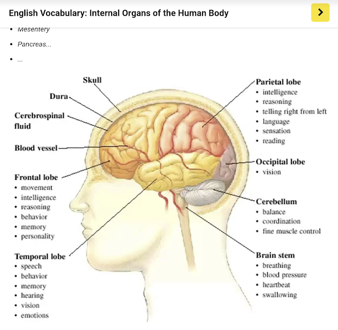 [영어] 뇌(Braing)의 각 부분의 명칭과 기능