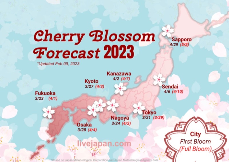 일본 벚꽃 개화 시기