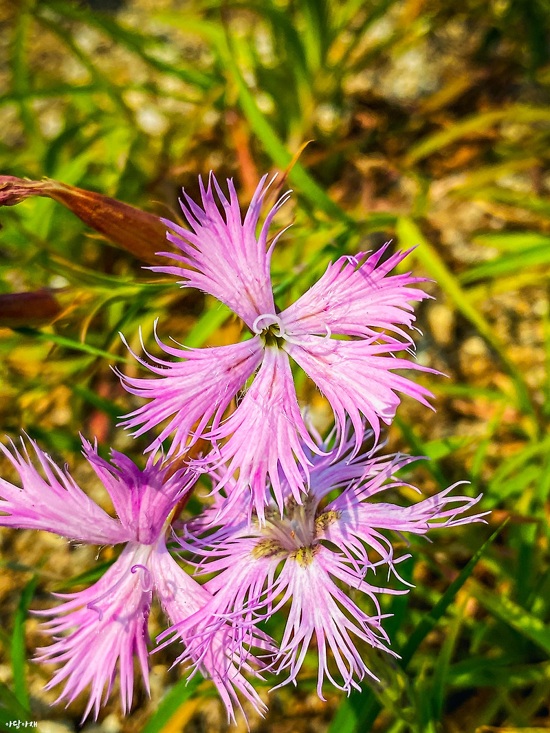 패랭이꽃 / Dianthus chinensis