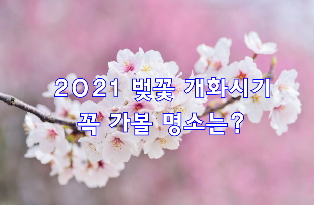 2021 벚꽃 개화시기 꼭 가볼 명소는?