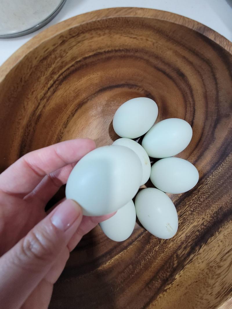 청란 푸른빛의 귀한 계란 심혈관계질환 예방에 도움을 주는 달걀