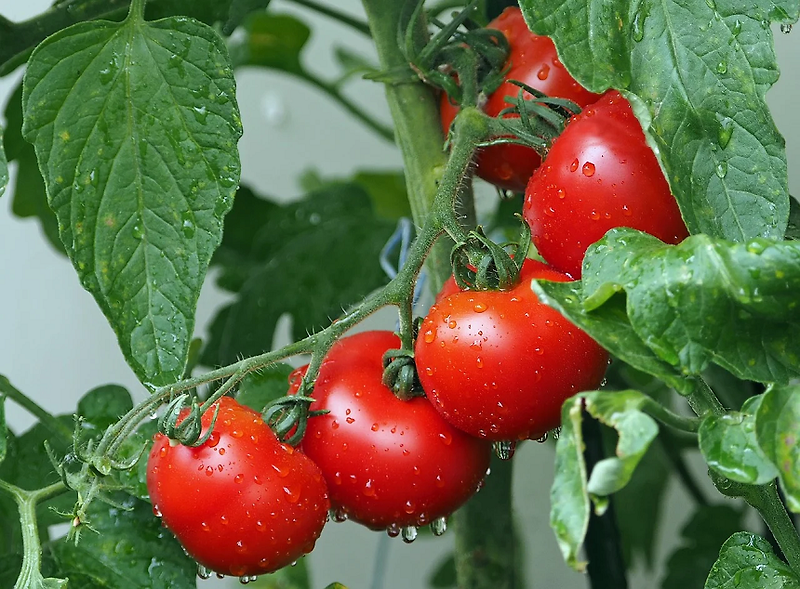 출하량 급감으로 토마토 가격 급상승