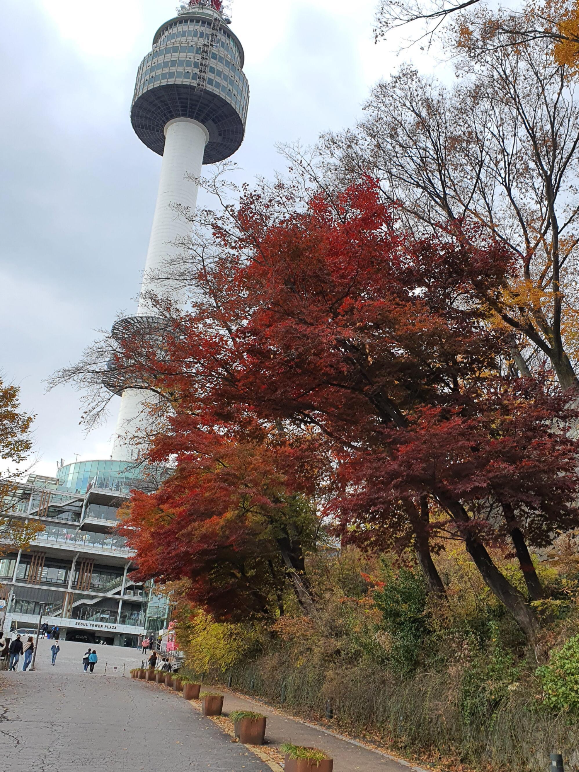 [단풍] 서울 남산에서 마지막 가을 단풍을 즐기다.