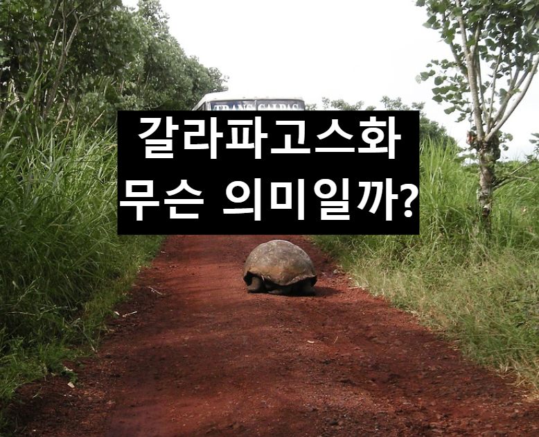 갈라파고스화되어 가고 있다?