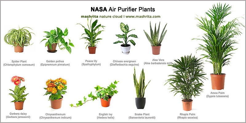 실내에서 키울 수 있는 공기정화 식물을 알아보자