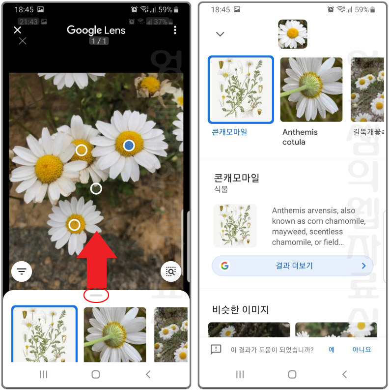 구글 포토 앱을 이용해 사진으로 꽃 이름 찾기 식물 검색하기