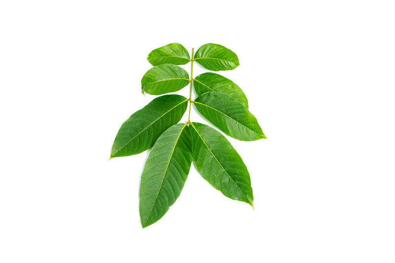 바나바잎 추출물 효능 효과 셀크롬비 당뇨2형