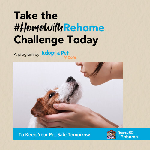 '반려동물 보호계획 문서화(#HomeWithRehome)' 챌리지를 진행하고 있는 비영리 웹사이트 Adopt-a-Pet.com