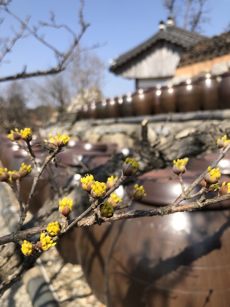 봄이 왔노라~ 샛 노란 산수유 꽃 특징/효능/부작용