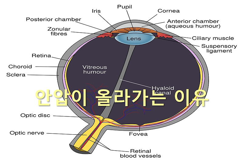 안압이 올라가는 이유와 안압이 높을 때 응급 처치 방법