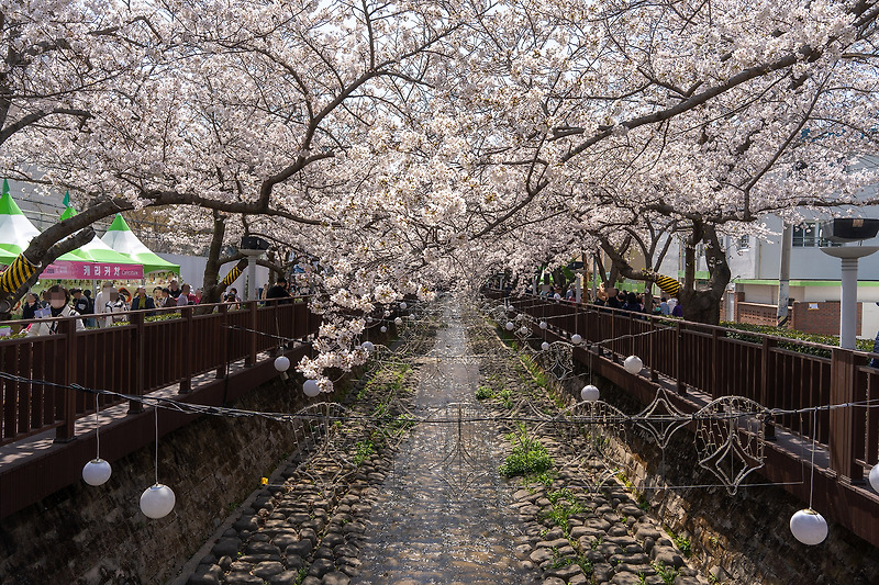 진해 군항제 2023 -  여좌천(로망스 다리)의 1.5km 벚꽃터널