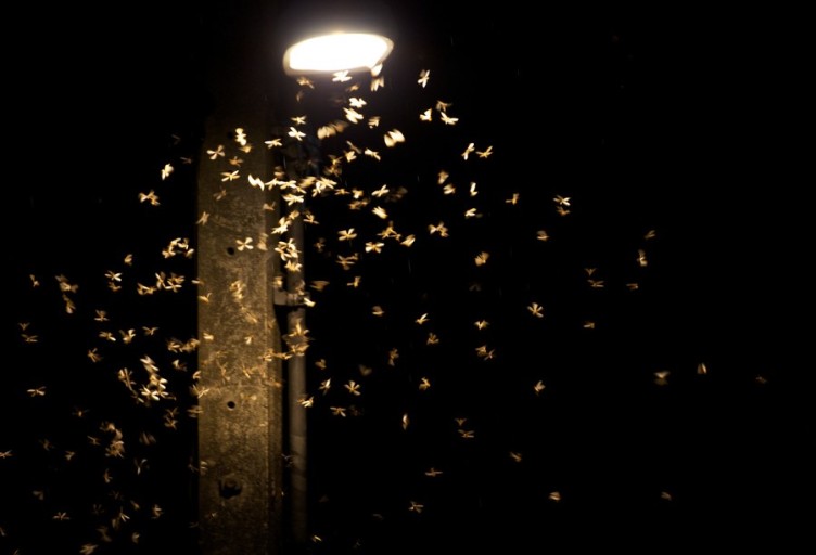 전등 커버안의 벌레사체는 왜 생길까?