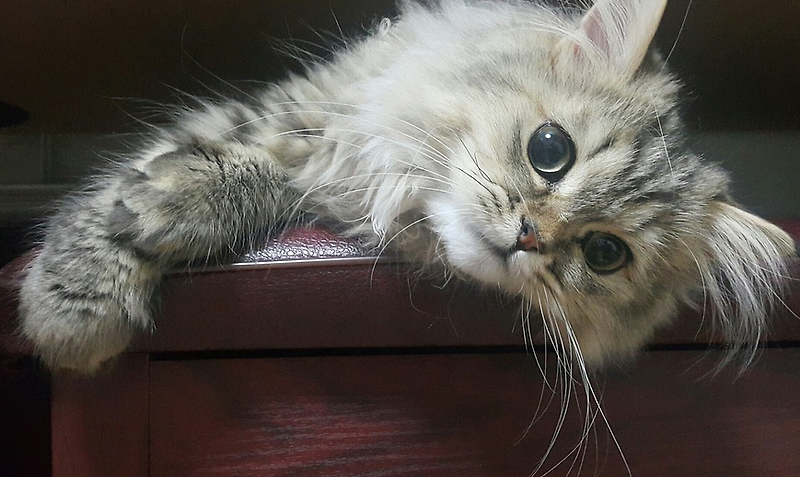 페르시안 고양이 특징, 성격, 유전병에 대해 알아보자