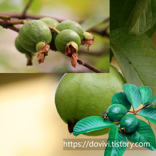 당뇨초기증상 구아바잎 추출물 효능 및 추천