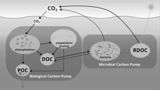 상하수도기술사 128회 1교시 기출문제 2. RDOC(Refractory Dissolved Organic Carbon)