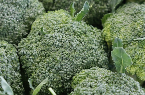 브로콜리(Broccoli) 효능 및 먹는 방법