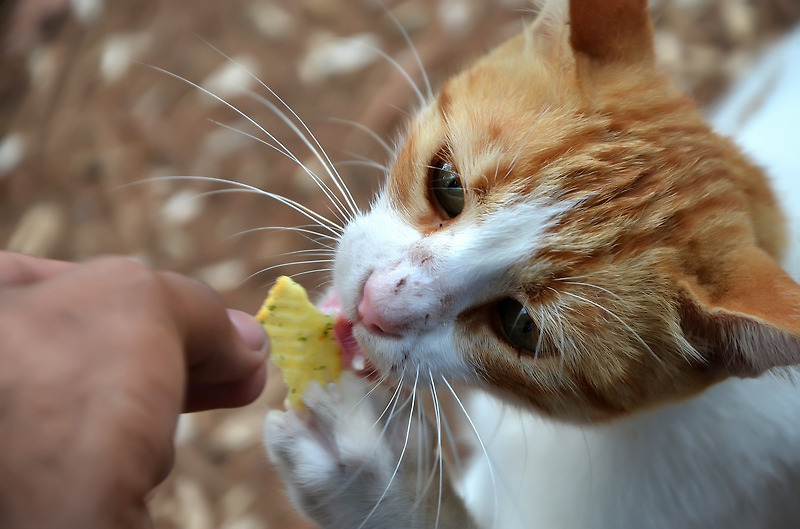 고양이에게 사람 음식은 건강에 악영향을 초래한다