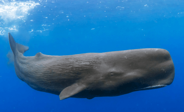 향유고래에 대한 흥미로운 사실들 :: 향유고래 뇌가 가장 큰 이유