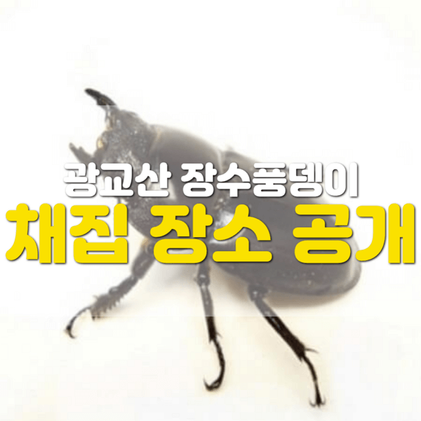 광교산 사슴 벌레, 장수풍뎅이 잡이 시즌2.5
