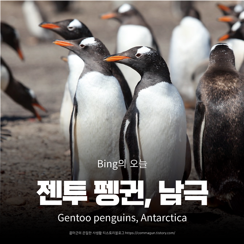 젠투 펭귄, 남극 Gentoo penguins, Antarctica - bing의 오늘