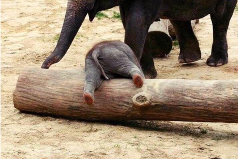 아기 코끼리는 자기 코를 인지 못한대!