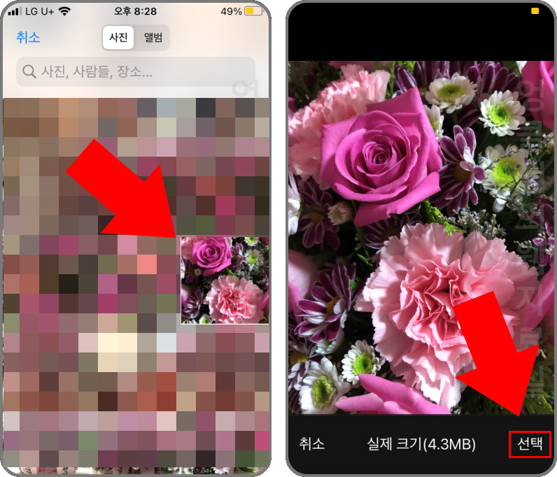 아이폰 구글 이미지 검색 방법, 내 앨범 사진으로 꽃 이름 찾기