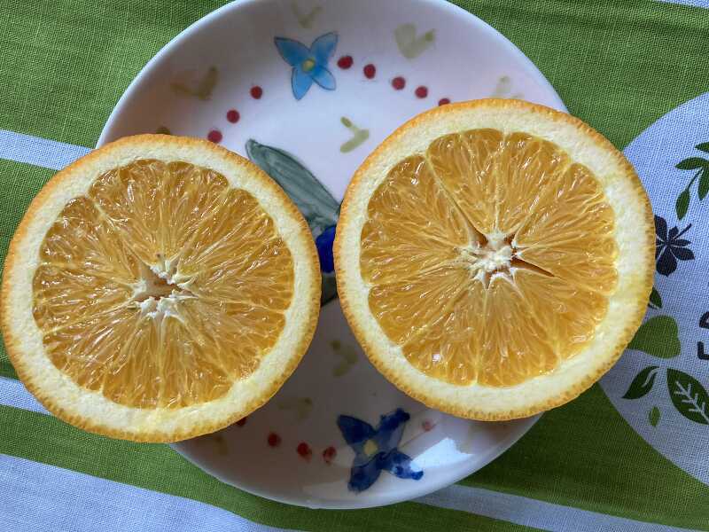 오렌지 효능 부작용  오렌지껍질과 효능은 어떠하며 강아지 오렌지 먹어도 되는지 한방에 해결해 봐요.