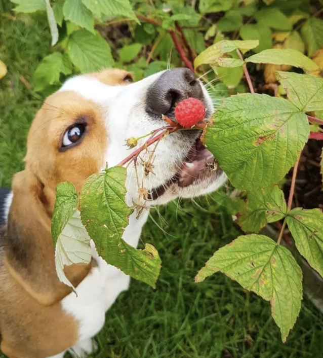 OGUO 강아지 산딸기 딸기::주의점 효능 급여법...반려견 음식 과일 간식 자연식 건강식 영양식