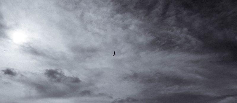 [사진][새]구름에 드린 날개짓/2020.2.21.금