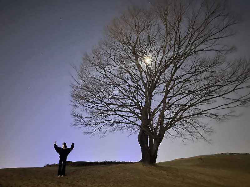 [경남 김해] 대성동고분군 왕따나무 겨울 야경 역광샷