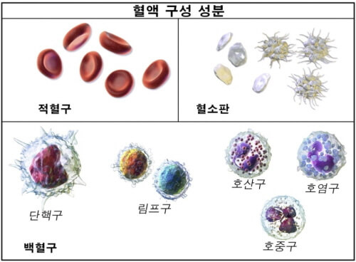 백혈구 적혈구 혈소판 혈장 특징과 역할 및 혈액 관련 질환 구성 성분