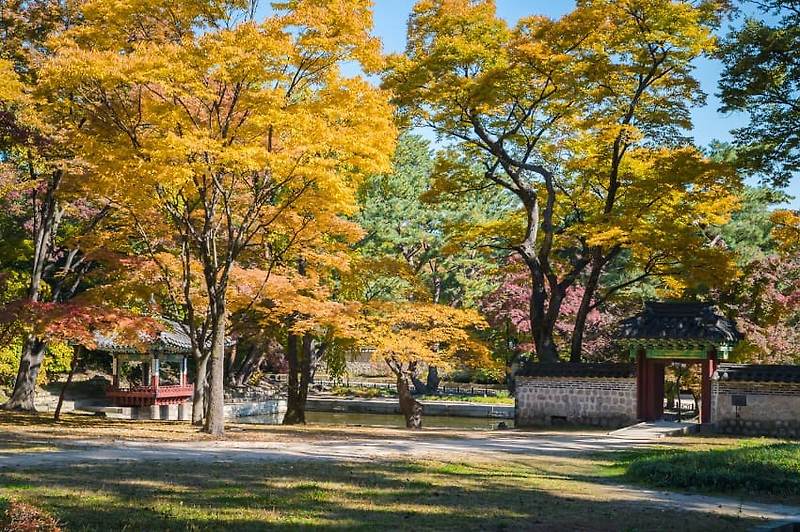 서울 고궁 여행 - 창덕궁 후원 가을 풍경 (왕실 정원)