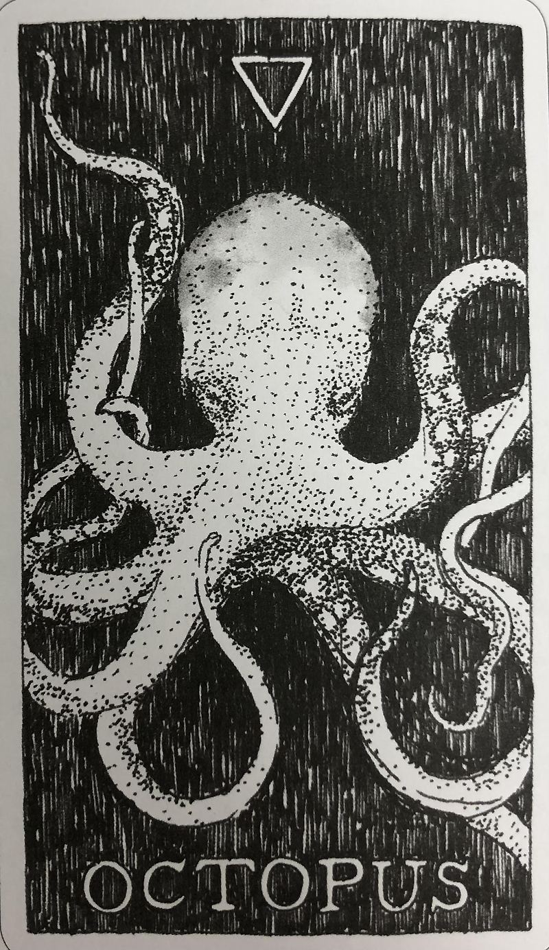 [오라클카드배우기/와일드언노운애니멀스피릿]The Wild Unknown Animal Spirit  Octopus 문어 해석 및 의미